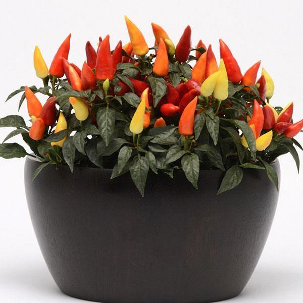 Piment Ornamental Blaze