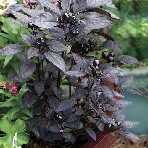 Piment Ornamental Black Pearl