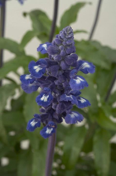 Salvia Sallyfun™ Blue Emotion