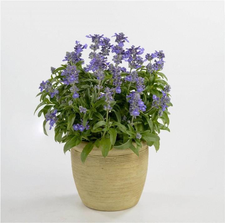 Salvia Sallyfun™ Bicolor Blue