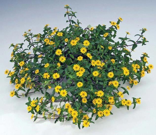 Sanvitallia Million Suns (creeping zinnia)
