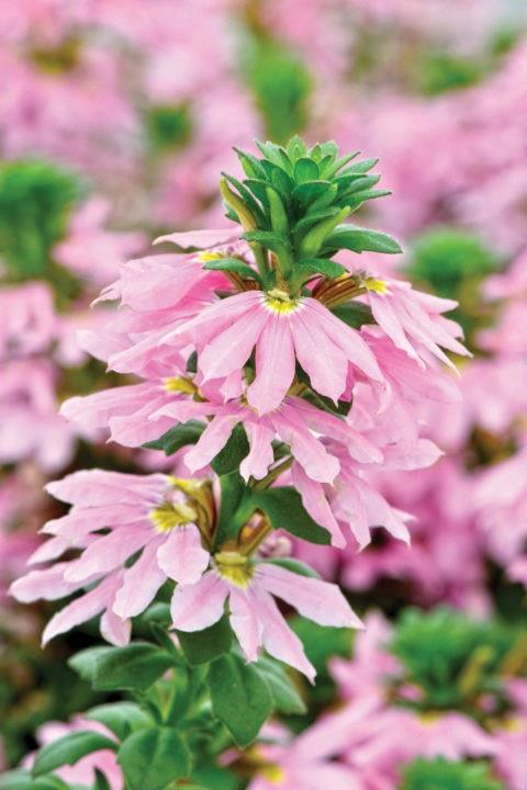 Scaevola Scalora® Topaz Pink