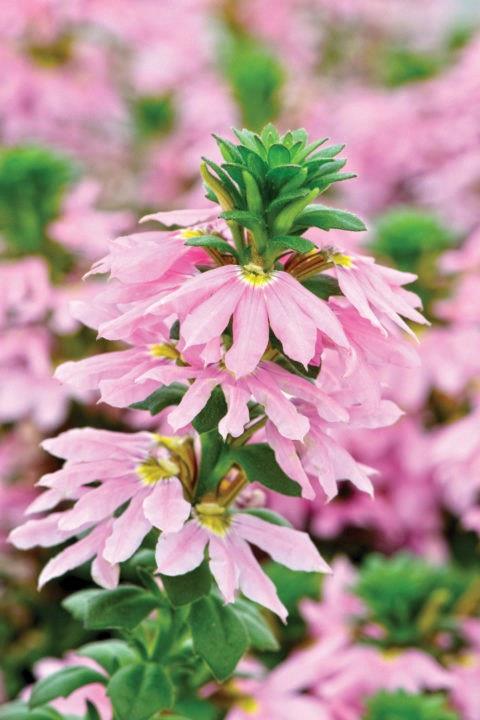 Scaevola Scalora® Topaz Pink 