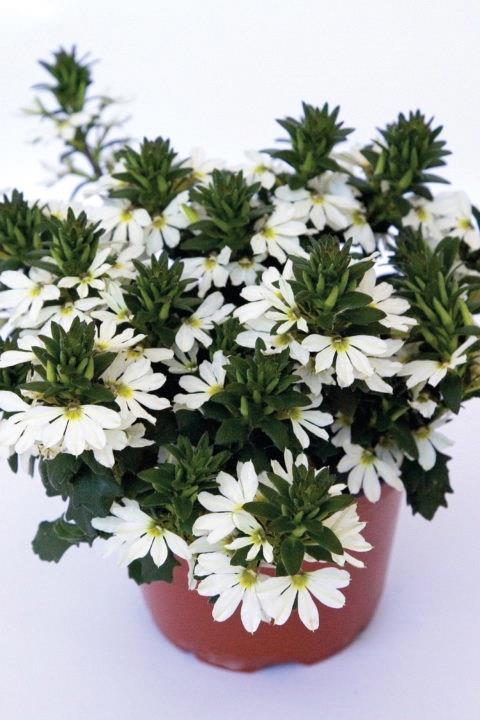 Scaevola Top Pot White
