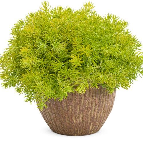 Sedum lemon coral (sedum mexicanum)