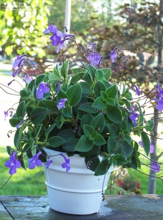 Streptocarpus saxorum bleu