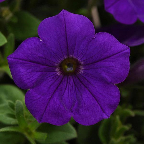 Petunia Headliner™ Blue