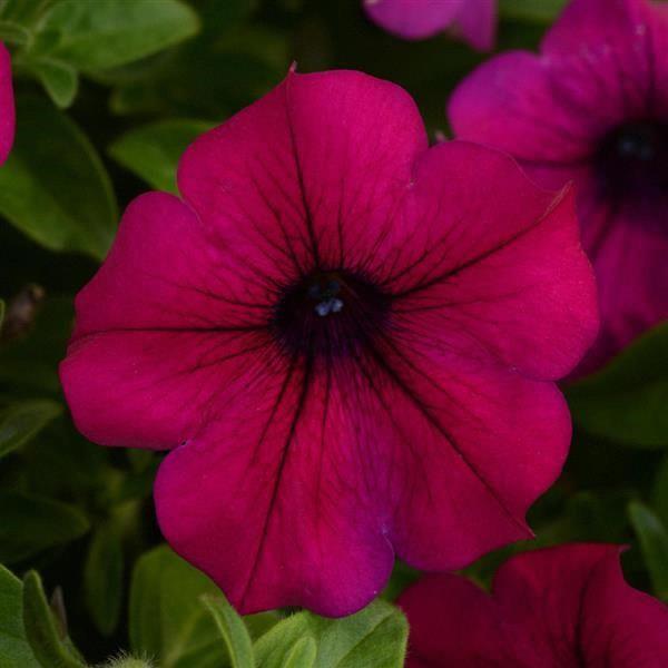 Petunia Headliner™ Electric purple