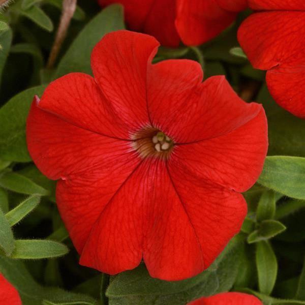 Petunia Headliner™ Red