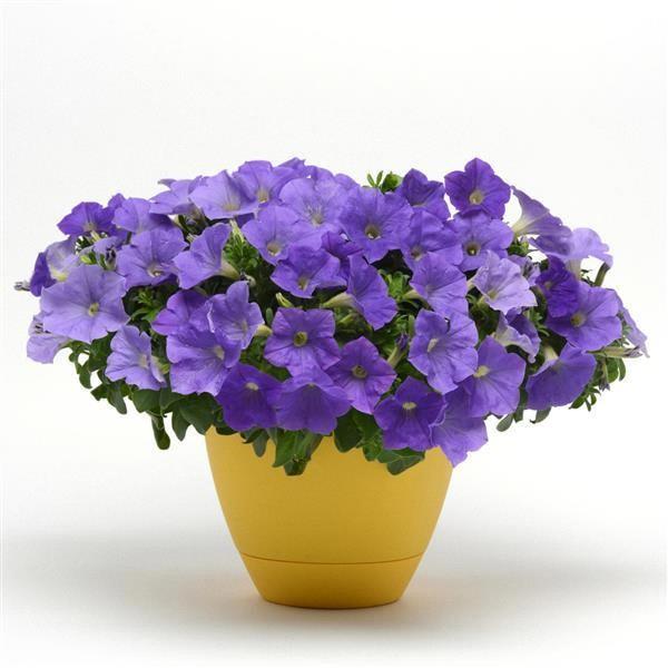 Petunia Headliner™ Sky Blue