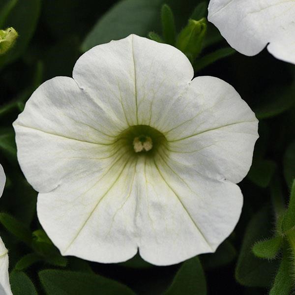 Petunia Headliner™ White