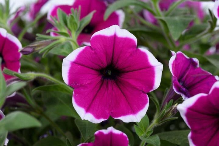 Petunia Cascadias™ Rim Cherry