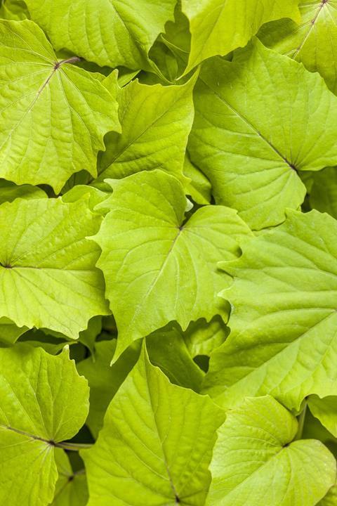 Ipomoea 'Sweet Caroline Bewitched Green with Envy'