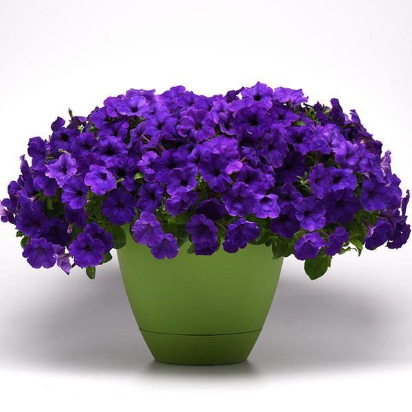 Petunia Main Stage™ Violet