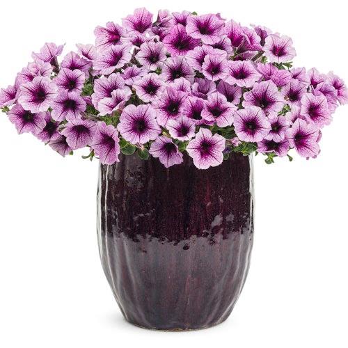 Petunia Supertunia® Bordeaux™
