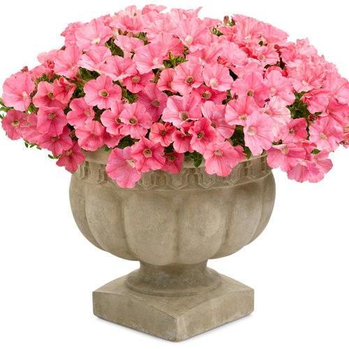 Petunia Supertunia® Bermuda Beach®