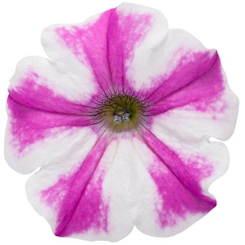 Petunia Supertunia® Lovie Dovie™