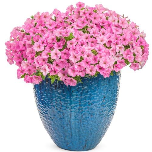 Petunia Supertunia Vista® Bubblegum® 