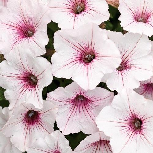 Petunia Supertunia Vista® Silverberry