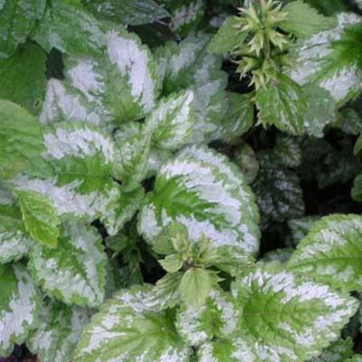 Lamiamstrum variegatum