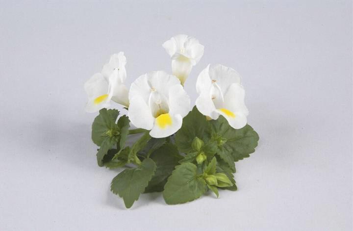 Torenia White Moon™