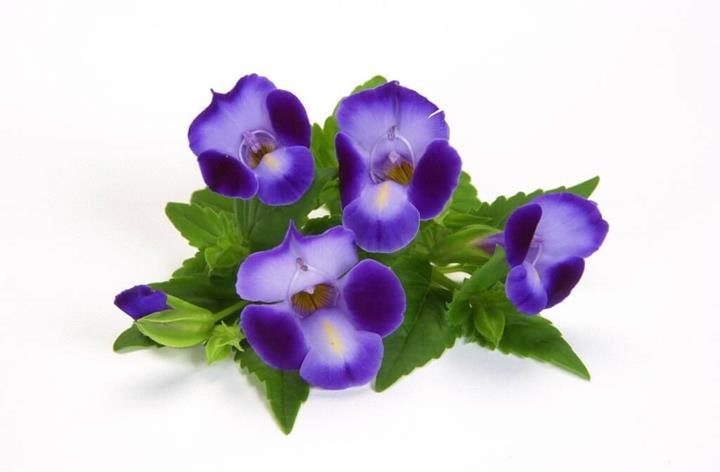 Torenia Purple Moon™