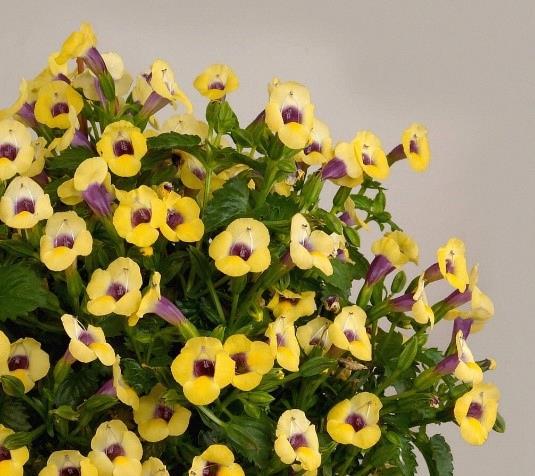 Torenia Yellow Moon™