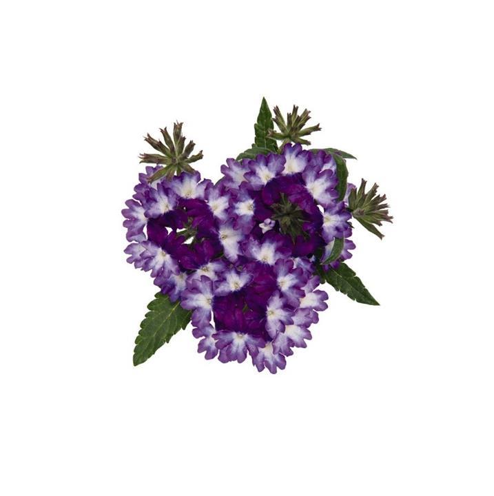 Verveine Wicked® Great Grape