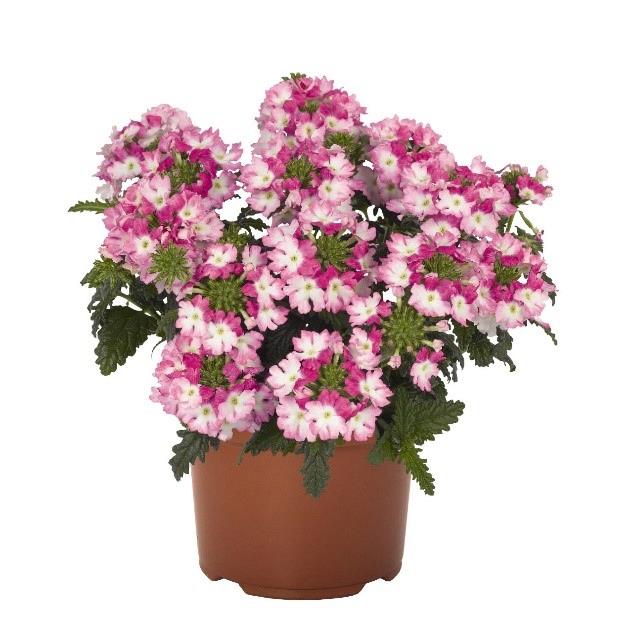 Verveine Wicked® Hot Pink