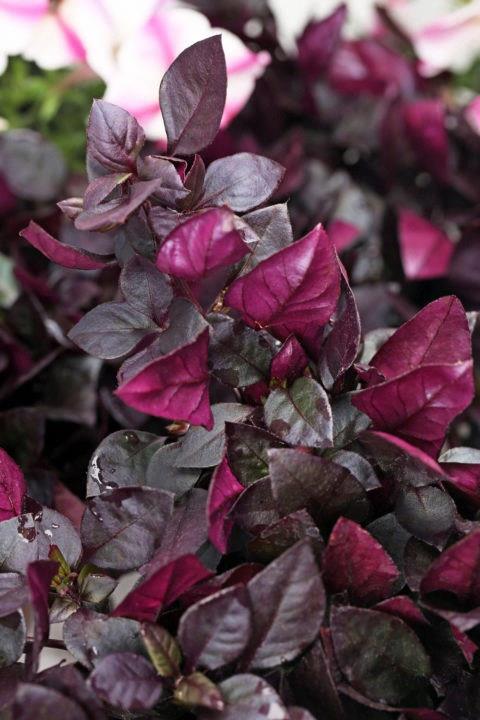 Alternanthera 'Choco Chili'