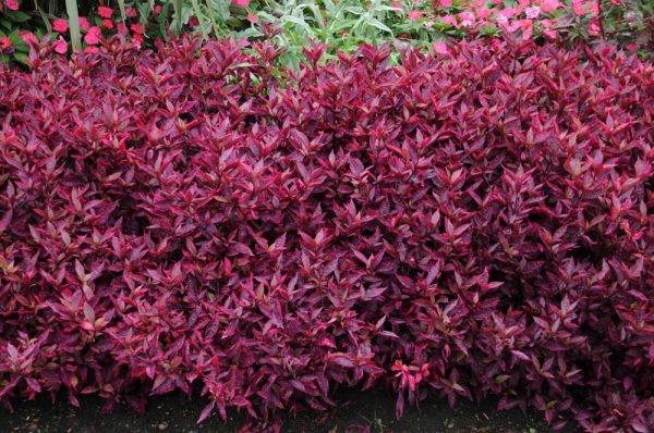 Althernanthera brasiliana 'Brazilian Red Hots'