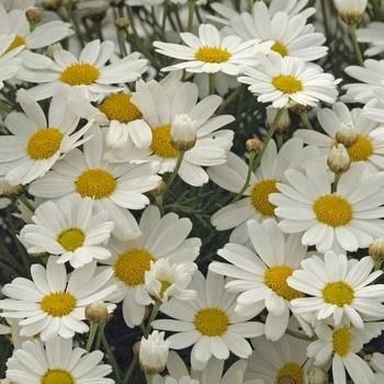 Argyranthemum frutescens Comet White