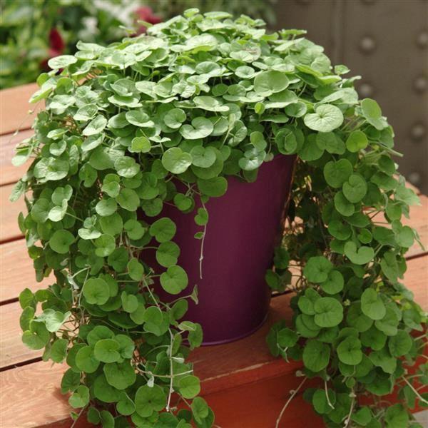 Dichondra repens emerald falls (vert)