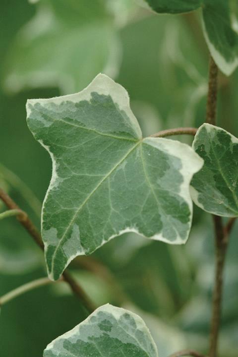 Lierre/hedera helix glacier 'Eva'