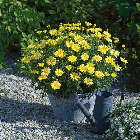 Argyranthemum frutescens Beauty yellow