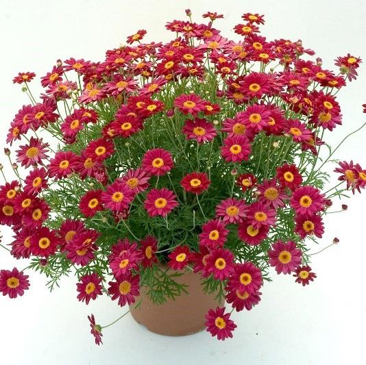 Argyranthemum frutescens 'Comet Red'