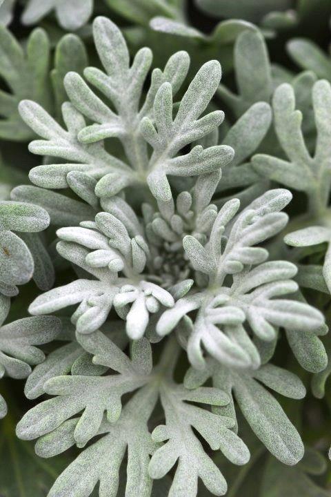Artemisia FanciFillers™ Sea Salt