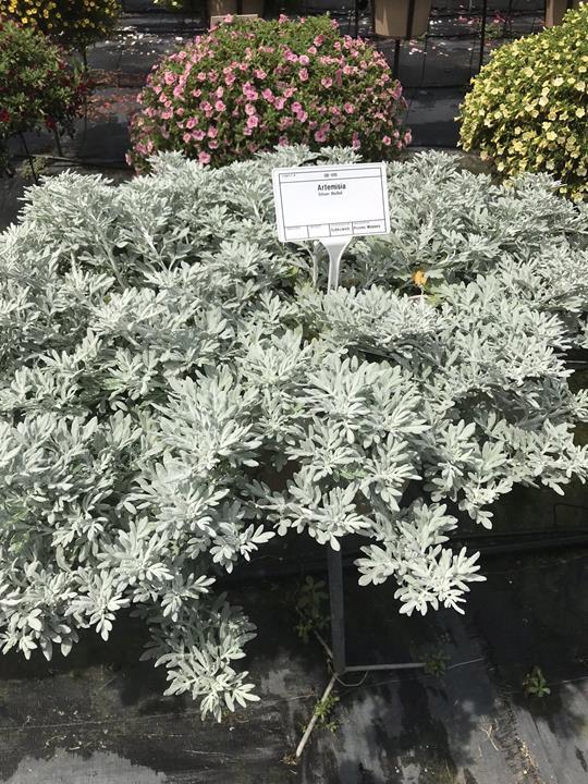 Artemisia stelleriana Silver Bullet (wormwood)