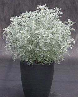 Artemisia ''Parfum d'Ethiopia''