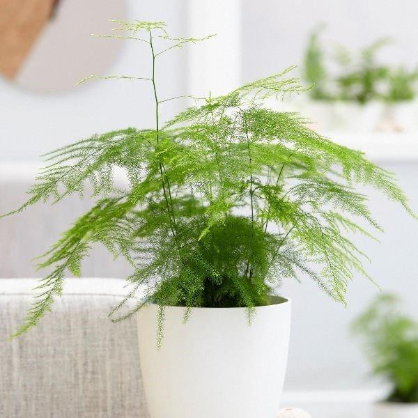 Asparagus plumosus (asparagus fern)