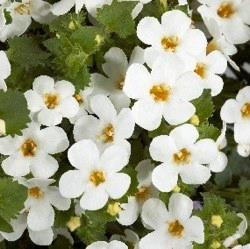 Bacopa Scopia® Gulliver White