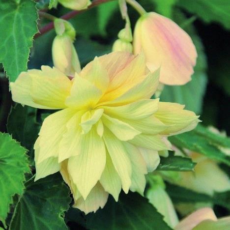 Begonia Bellaconia™ cream