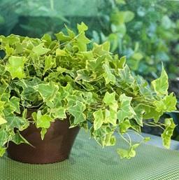 Lierre/hedera helix anglais 'Golden Child'