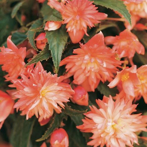 Begonia Bellaconia™ soft orange
