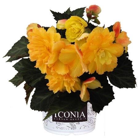 Begonia I'Conia Portofino Citrix