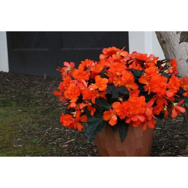 Begonia I'Conia Portofino Hot Orange