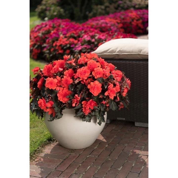 Begonia I'Conia Portofino Hot Coral