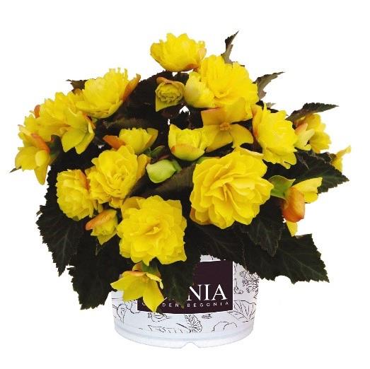 Begonia I'Conia Portofino Yellow