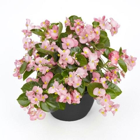 Begonia BIG rose feuilles vertes