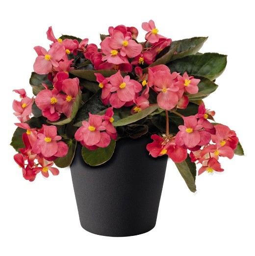 Begonia BIG rose feuilles bronzes